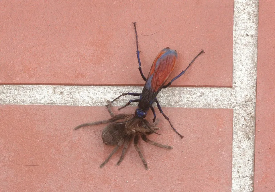 Alacranes