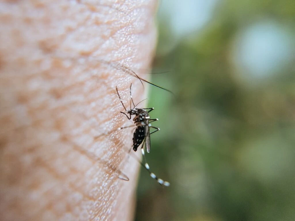 Mosquitos (zancudos)